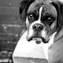 Boxer Dog