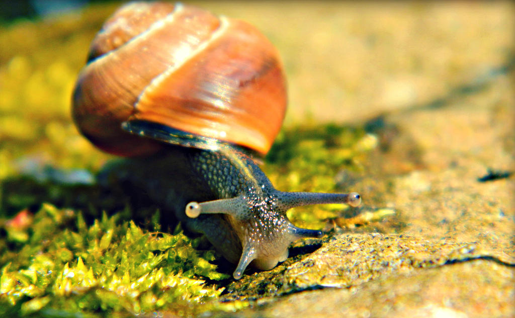 Snails Pace