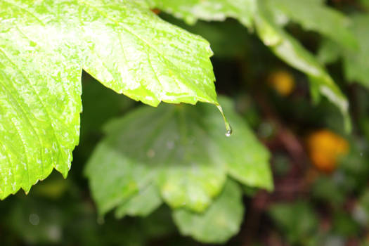 Wet leaf