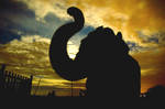 Elephant Silhouette by nandanrao