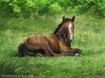 Resting Foal