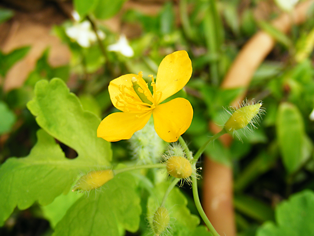 Yellow Beauty