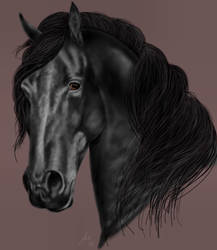 Friesian study