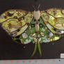 Jewelry Moth