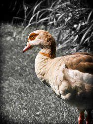 Egyptian Goose