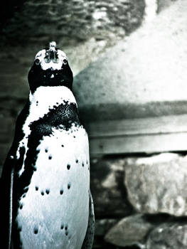 Humboldt Penguin