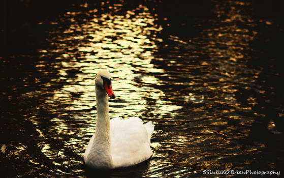 swan #1