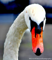 Swan#3