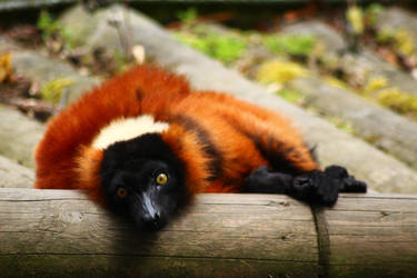 Red ruffed lemur