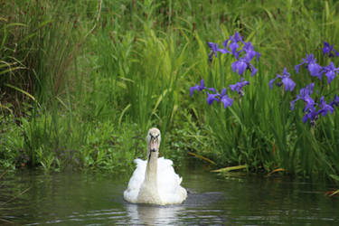 Swan Bliss