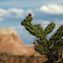 Cactus and Bluff