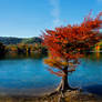 Bald Cypress