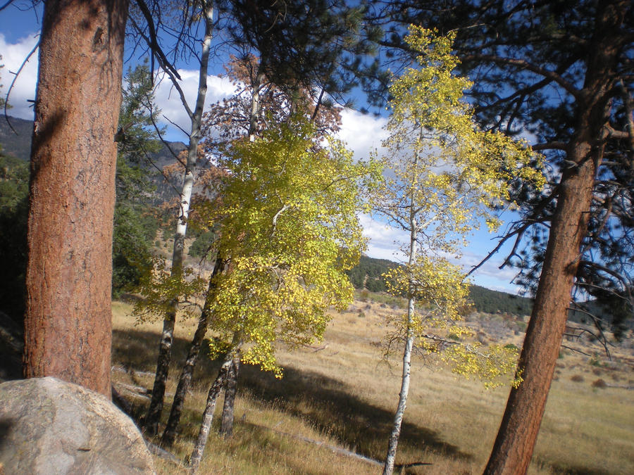Aspen Trees in the Rocky Mountains
