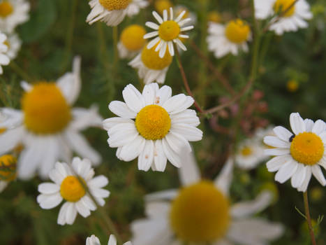 daisies