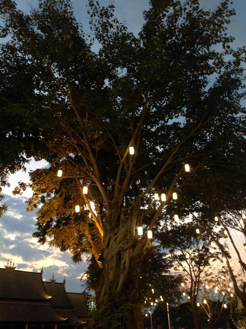 Lanterns in Trees