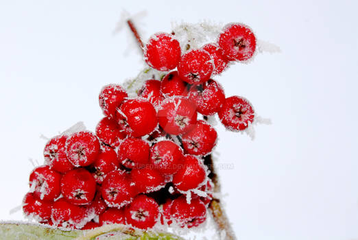 Frost covered crisp red berries