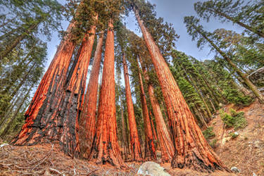 BIG Red - Sequoia by paradoxchild