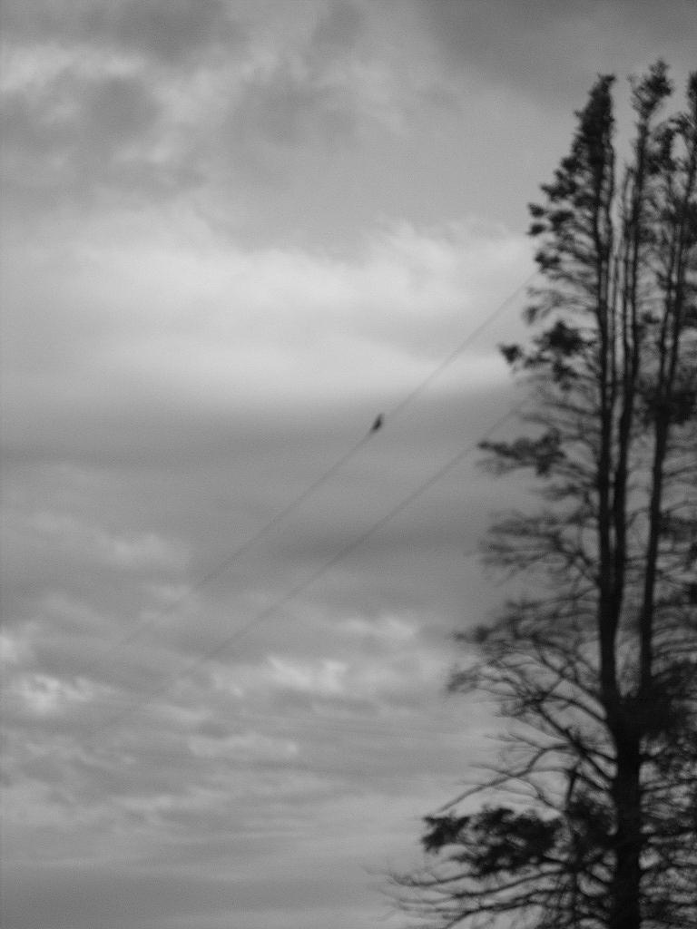 Gray Bird by itcouldbesam on DeviantArt