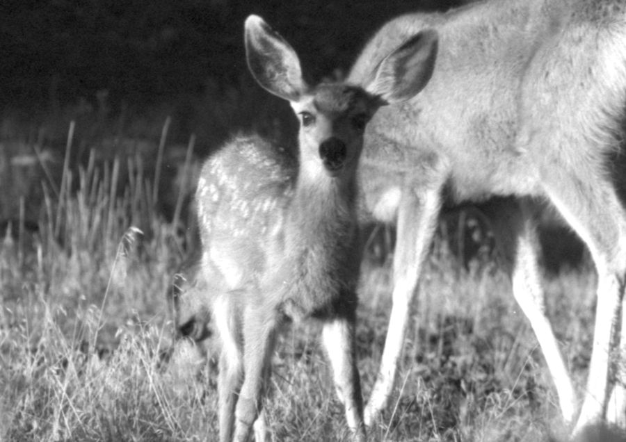 Grand Canyon Fawn