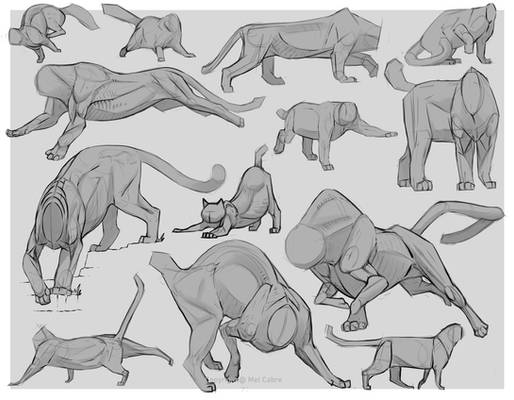 Feline Body Type Sketches