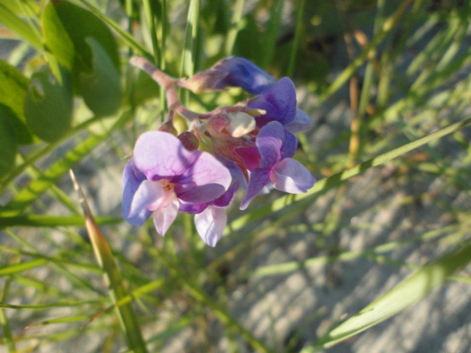 Beach flowers