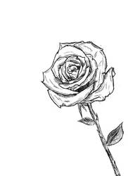 Quick Drawing: Rose