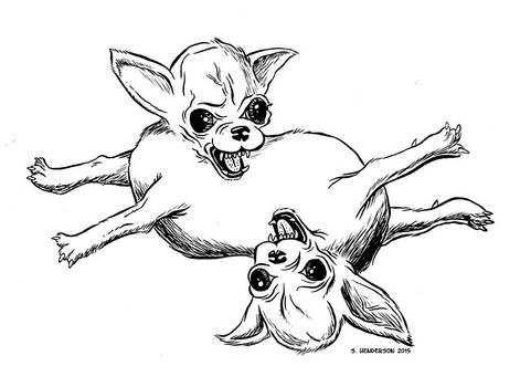 Siamese Chihuahua