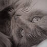 Charcoal Drawing of my cat 'Bumble'