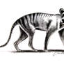 Thylacine graphite drawing