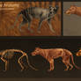 Thylacine Anatomy