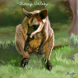 Swamp Wallaby