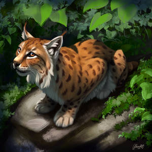 Eurasian Lynx