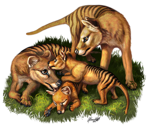 Thylacine Family