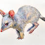 Bilby Jump