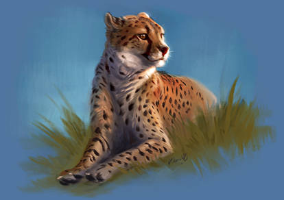Cheetah Sketch