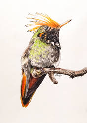 Rufous-crested Coquette