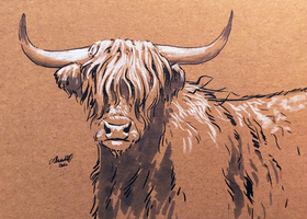 Highland Cow