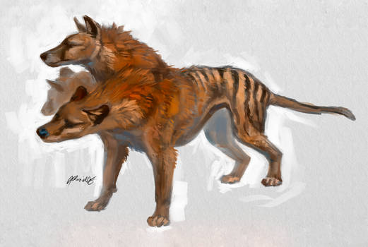 Thylacine Cerberus