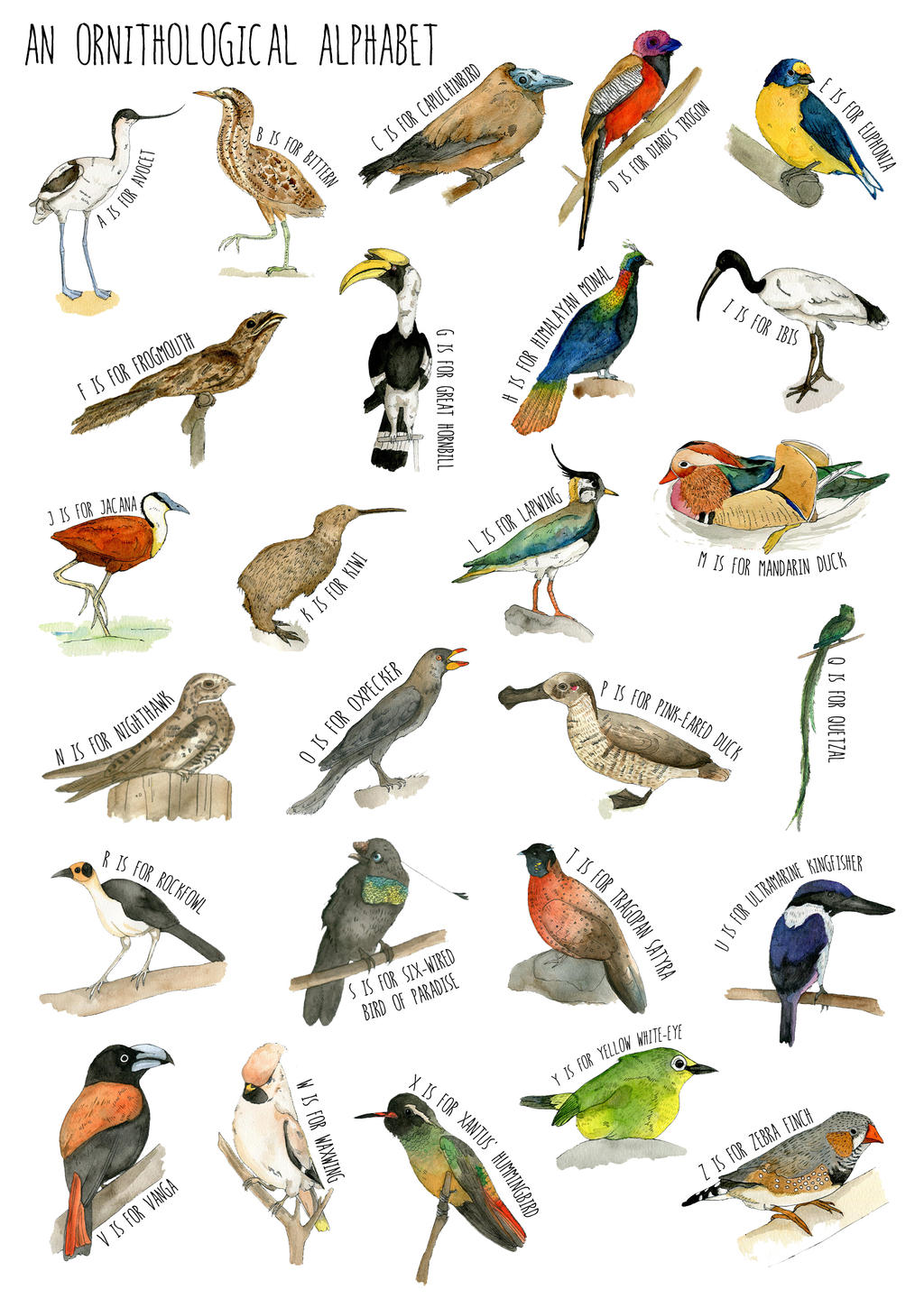 Bird Alphabet by Juice183 on DeviantArt