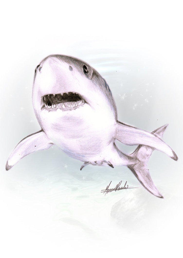 Shark Deviantart Shark by marcuspauloart on DeviantArt
