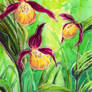 Lady's-slipper orchid