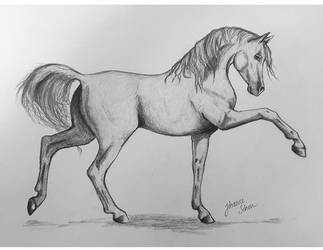 Arabian horse