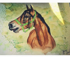 Horse aquarelle