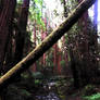 Muir Woods