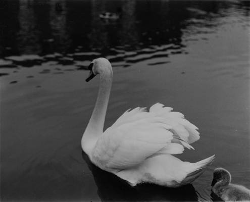 Swan and Cygnet