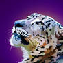 Staring snowleopard