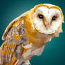 Barn Owl vector