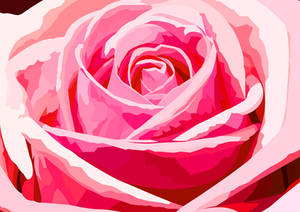 Pink Rose