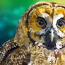 Owl - Eyes of Wisdom