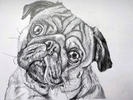 Pug graphite drawing